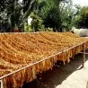 Graines de Tobacco Samsoun Orient