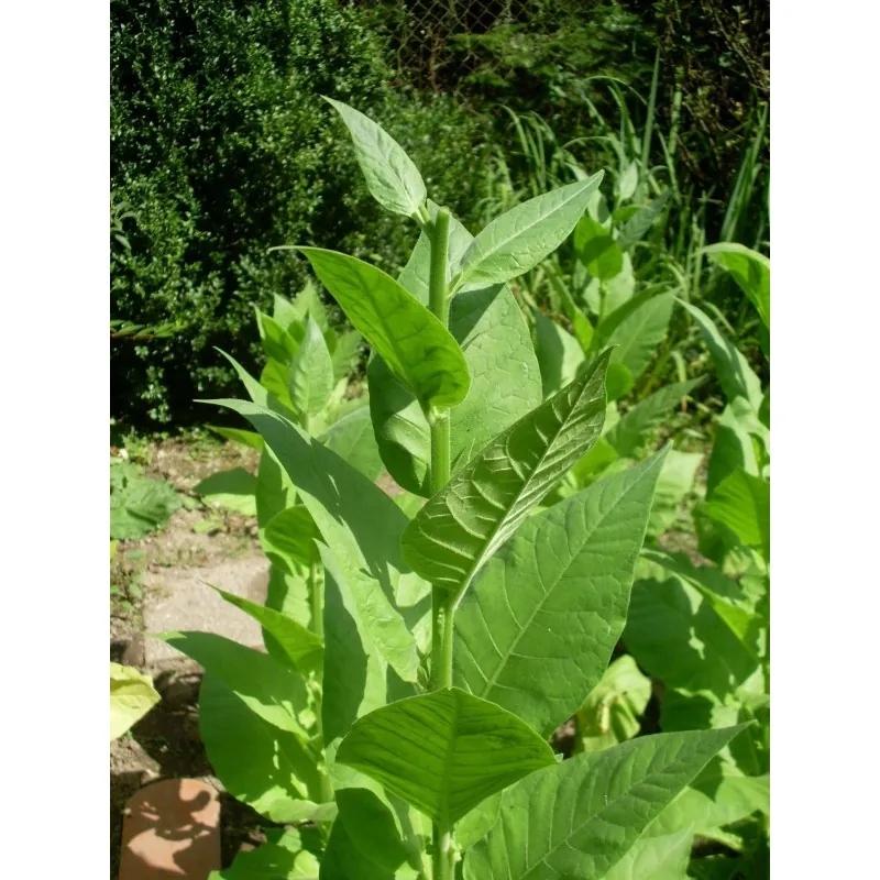 Graines de Tobacco Samsoun Orient