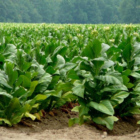 Price: €2.45 - Sementes de tabaco Adonis -