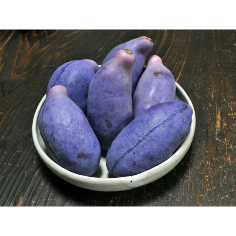 Price: €2.45 - Graines de Vigne Chocolat (Akebia trifoliata) - 