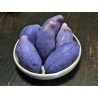Price: €2.45 - Akebie Seme (Akebia trifoliata) - 
