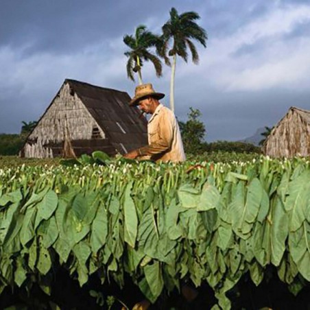 Price: €2.45 - Sementes de tabaco Adonis -