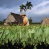 Price: €2.45 - Sementes de tabaco Adonis - 