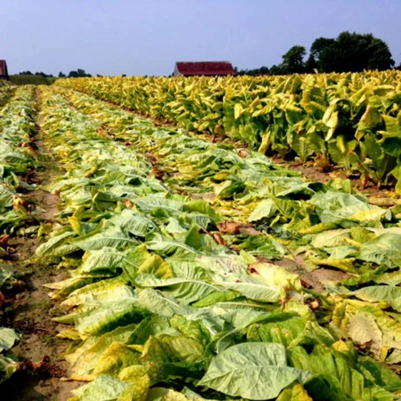 Graines de tabac MARYLAND