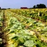 Semillas de tabaco MARYLAND