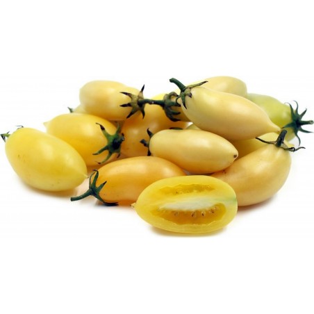 Price: €1.65 - Krämkorv (Cream Sausage) Tomatfrön - Seeds Gallery