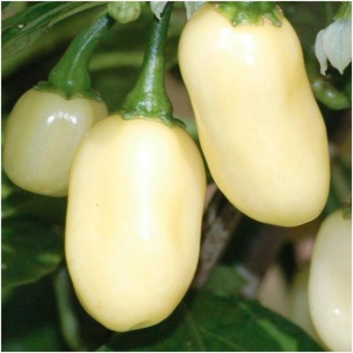 Habanero White Seeds - 216.985714