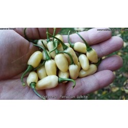 Habanero White Seeds 1.85 - 2