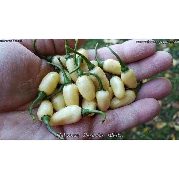 Habanero White Seeds - 216.985714