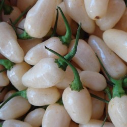 Habanero White Seeds 1.85 - 3