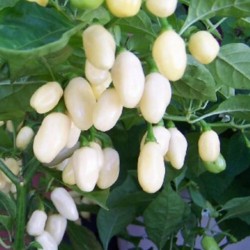 Habanero White Seeds 1.85 - 4