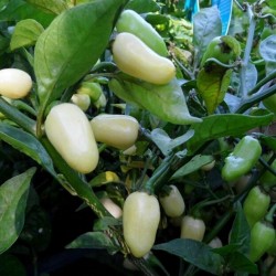 Habanero White Seeds 1.85 - 5