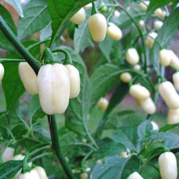 Habanero White Seeds - 216.985714