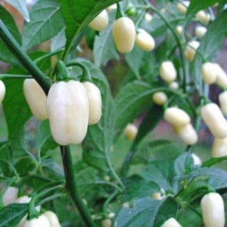 Habanero White Seeds 1.85 - 6