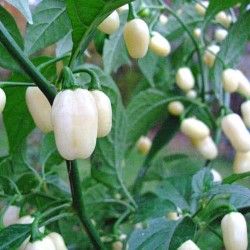 Price: €1.85 - Σπόροι Τσίλι Habanero White - Λευκό - Seeds Gallery