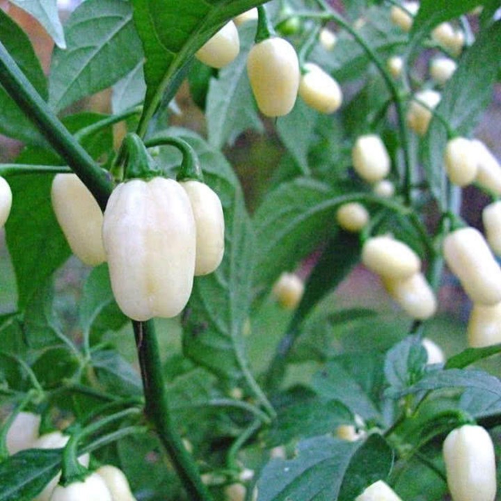 Habanero White Seeds - 216.985714