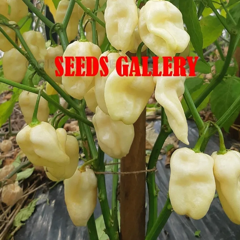 Dzinovski beli Habanero seme (Capsicum chinense)