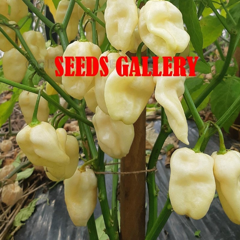 Price: €1.95 - Semillas de Pimiento - habanero blanco gigante - Seeds Gallery