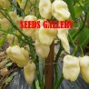 Price: €1.95 - Semillas de Pimiento - habanero blanco gigante - Seeds Gallery
