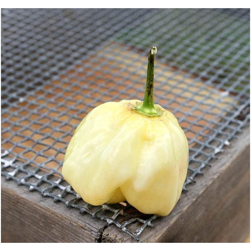 Price: €1.95 - Semillas de Pimiento - habanero blanco gigante - Seeds Gallery