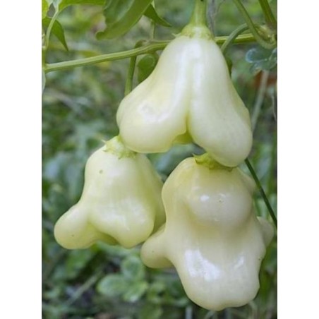 Price: €3 - Semillas de pimenta Aji White Fantasy - Seeds Gallery