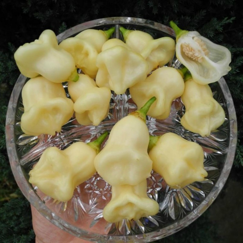 Price: €3 - Semillas de pimenta Aji White Fantasy - Seeds Gallery
