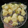 Price: €3 - Semillas de pimenta Aji White Fantasy - Seeds Gallery