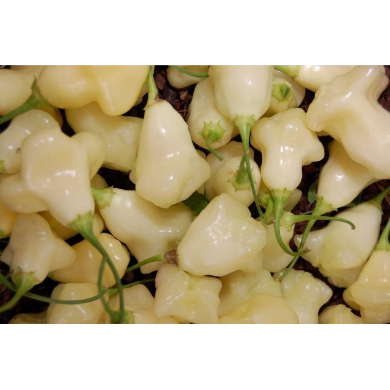 Price: €3 - Semillas de pimenta Aji White Fantasy - Seeds Gallery