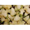 Price: €3 - Semillas de pimenta Aji White Fantasy - Seeds Gallery