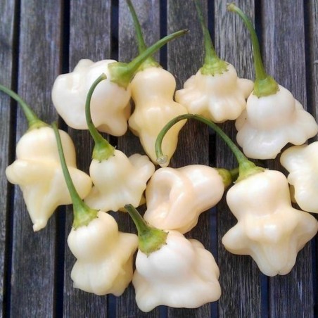 Price: €3 - Semillas de pimenta Aji White Fantasy - Seeds Gallery