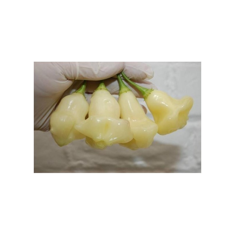 Price: €3 - Sementes de Pimenta Aji White Fantasy - Seeds Gallery