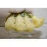 Price: €3 - Sementes de Pimenta Aji White Fantasy - Seeds Gallery
