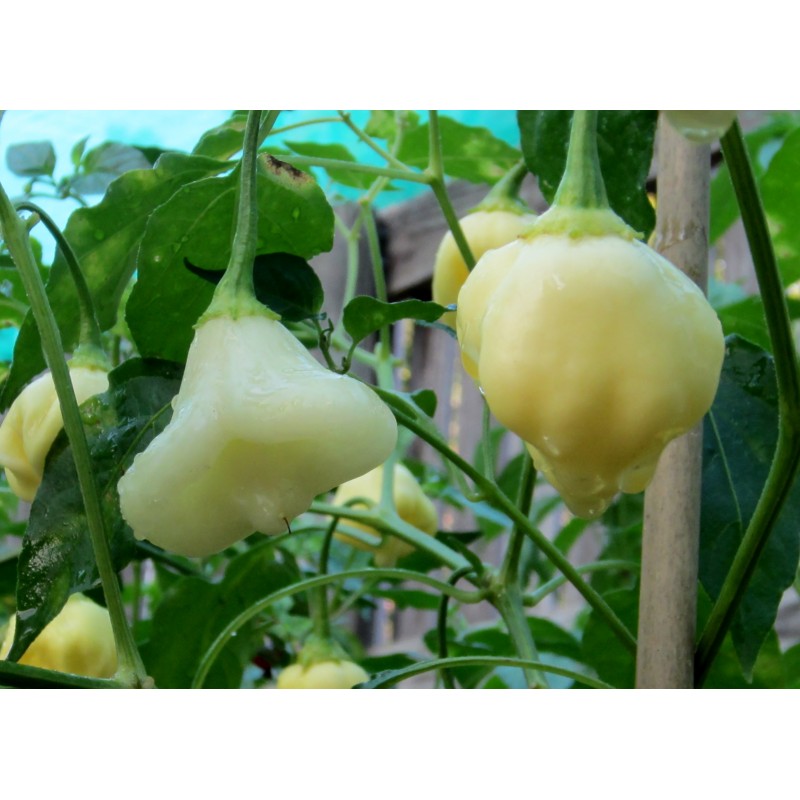 Price: €3 - Semillas de pimenta Aji White Fantasy - Seeds Gallery