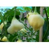 Price: €3 - Semillas de pimenta Aji White Fantasy - Seeds Gallery