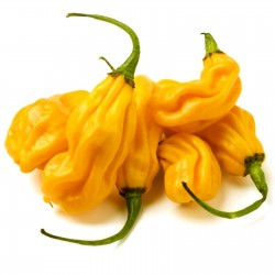 Price: €2 - Sementes de Habanero Madame Jeanette - 
