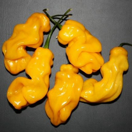 Price: €2 - Semi di peperoncino Habanero Madame Jeanette -