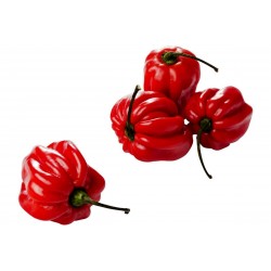 Price: €2 - Σπόροι τσίλι Habanero Madame Jeanette Red - 