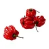 Semillas de Pimiento Madame Jeanette Red