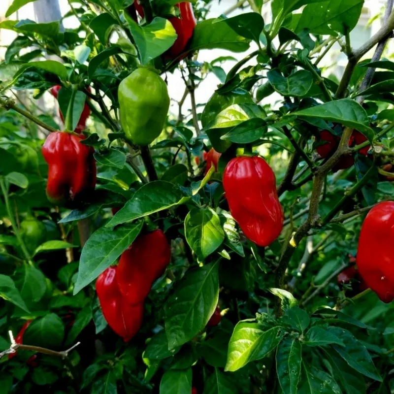 Semillas de Pimiento Madame Jeanette Red