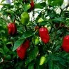 Semillas de Pimiento Madame Jeanette Red