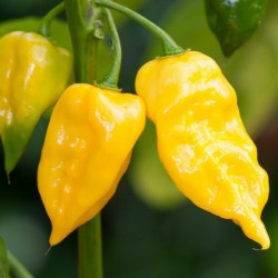 Price: €1.95 - Σπόροι Τσίλι - πιπέρι Habanero Χοτ Λεμόνι - 