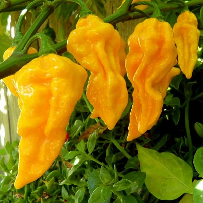 Habanero Hot Lemon Samen - super aromatisch