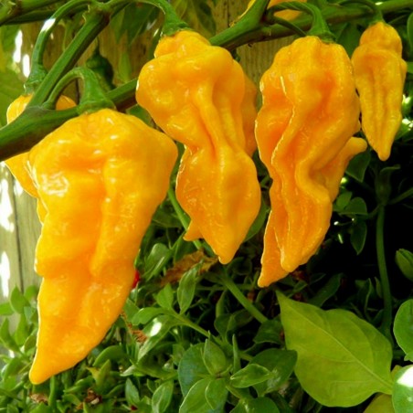 Price: €1.95 - Sementes de pimentão Habanero Hot Lemon - Limão -