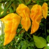 Price: €1.95 - Semillas de Habanero Hot Lemon - 