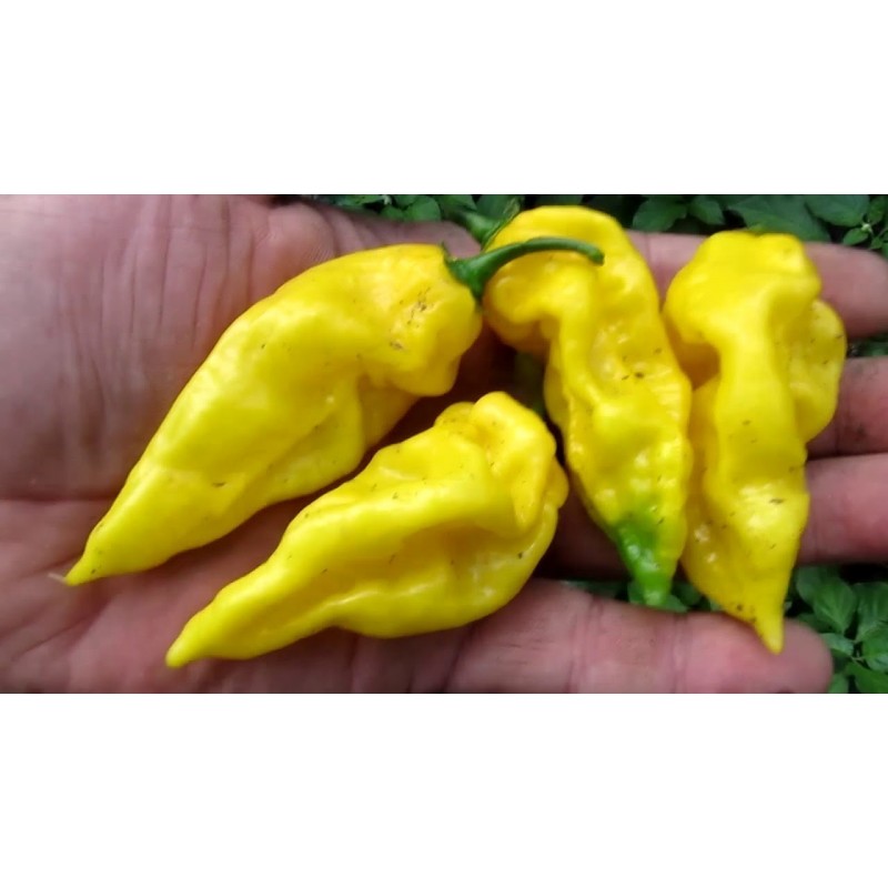 Price: €1.95 - Frön Habanero Hot Lemon - 