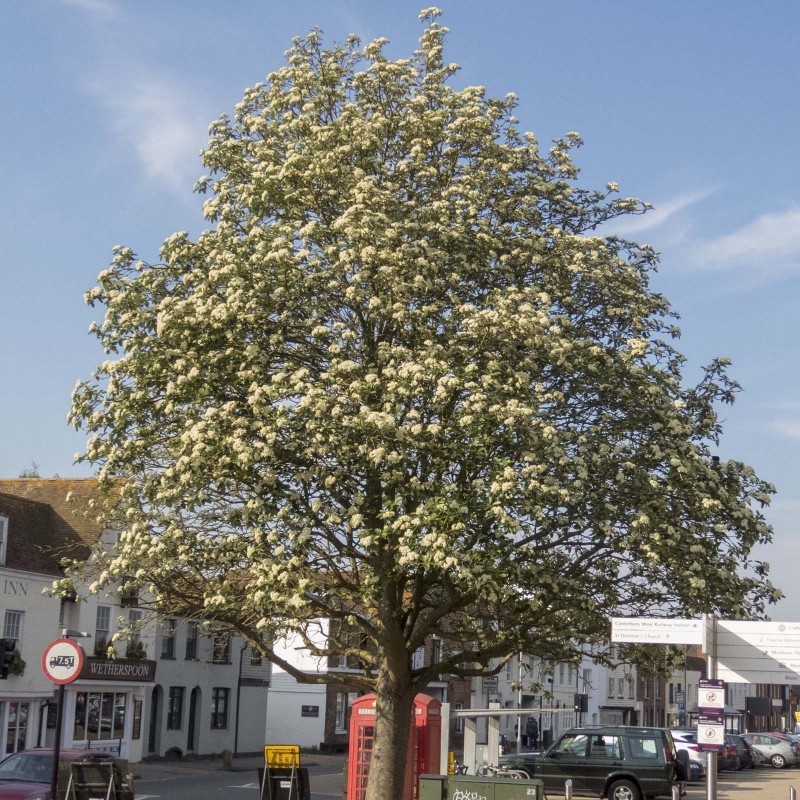 Price: €2.25 - Oxel frön (Sorbus intermedia) - 