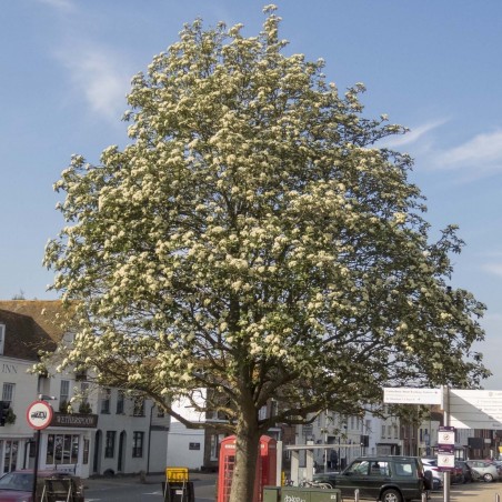 Price: €2.25 - Oxel frön (Sorbus intermedia) -
