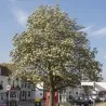 Swedish Whitebeam Seeds Bonsai (Sorbus intermedia)