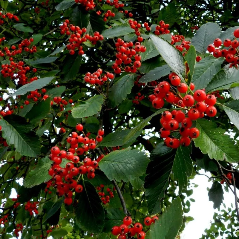 Swedish Whitebeam Seeds Bonsai (Sorbus intermedia)