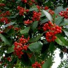 Price: €2.25 - Oxel frön (Sorbus intermedia) - 